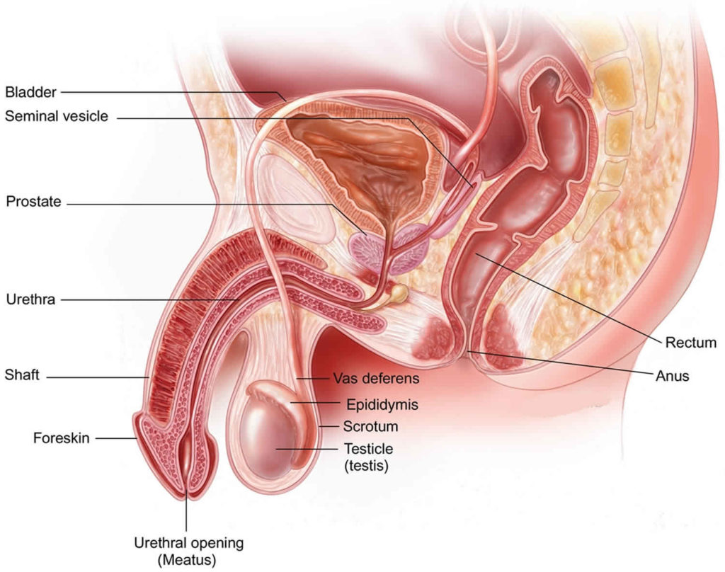 Мужской половой орган схема