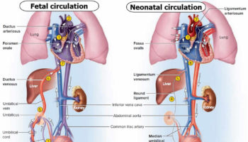 fetal circulation