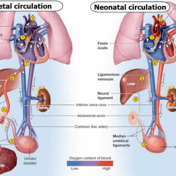 fetal circulation