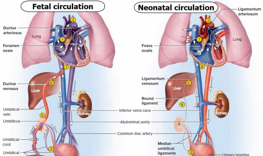fetal circulation