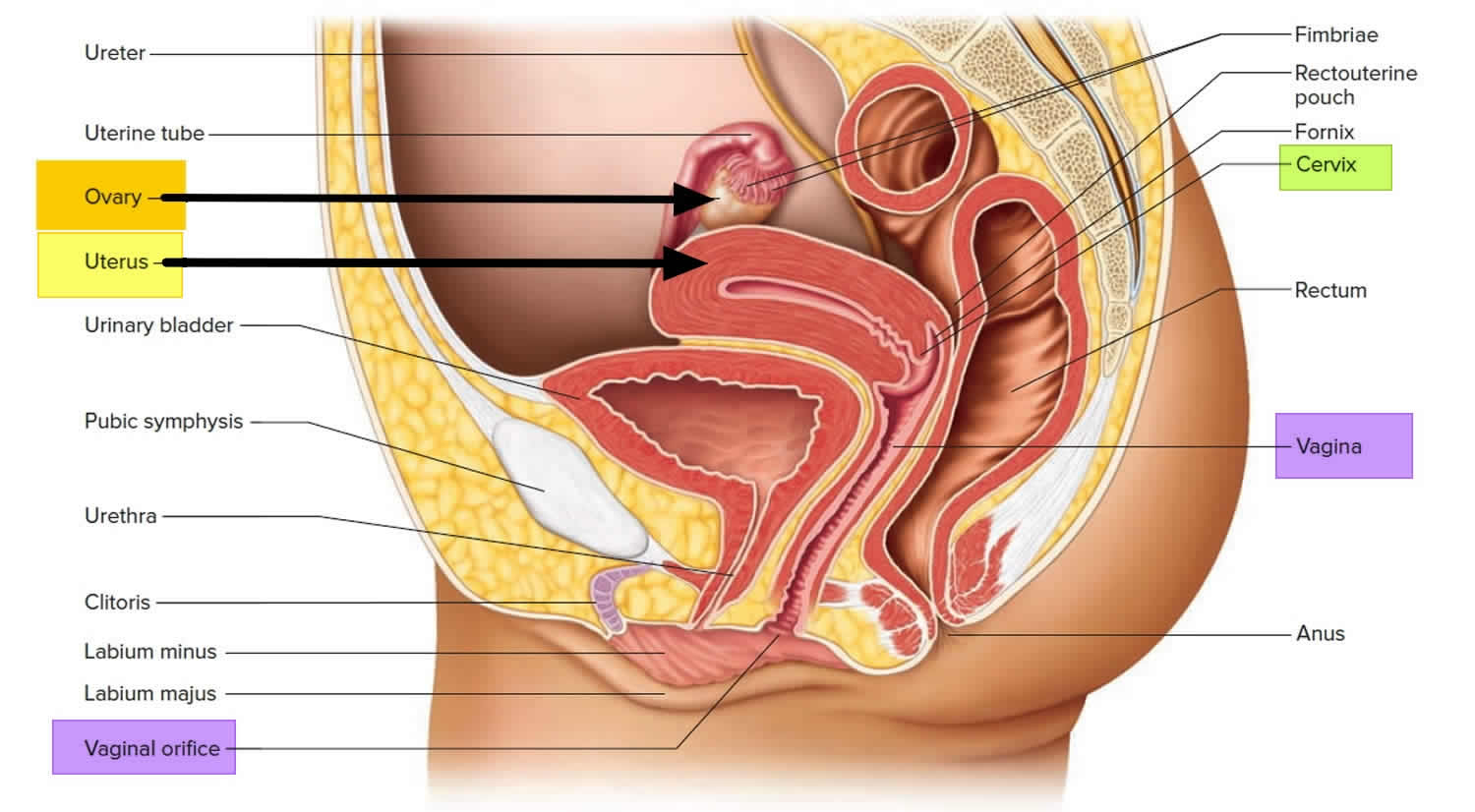 Female reproductive organs
