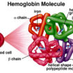 beta thalassemia