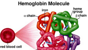 beta thalassemia