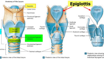 epiglottis