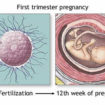 first trimester of pregnancy