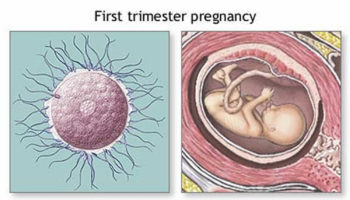 first trimester of pregnancy