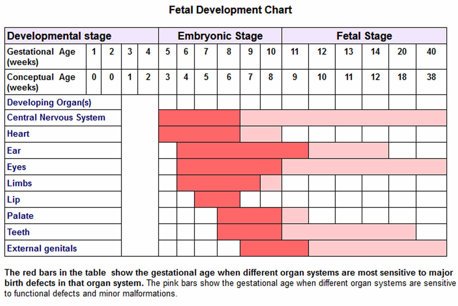 Fetal development timeline