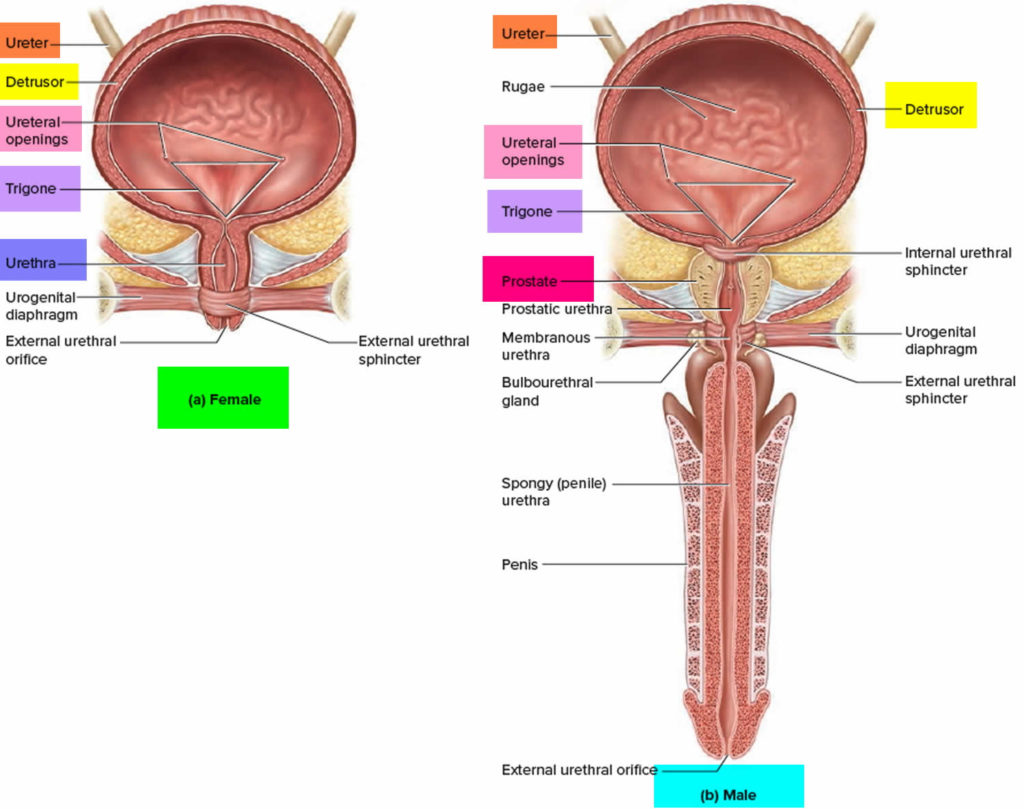 Bladder retraining program, bladder retraining exercises and techniques