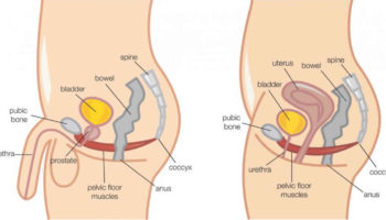 bladder retraining