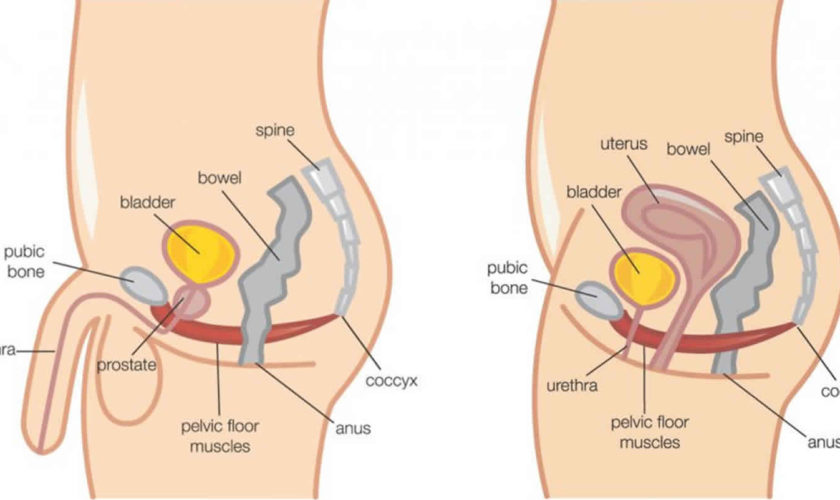 bladder retraining