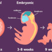 fetal development