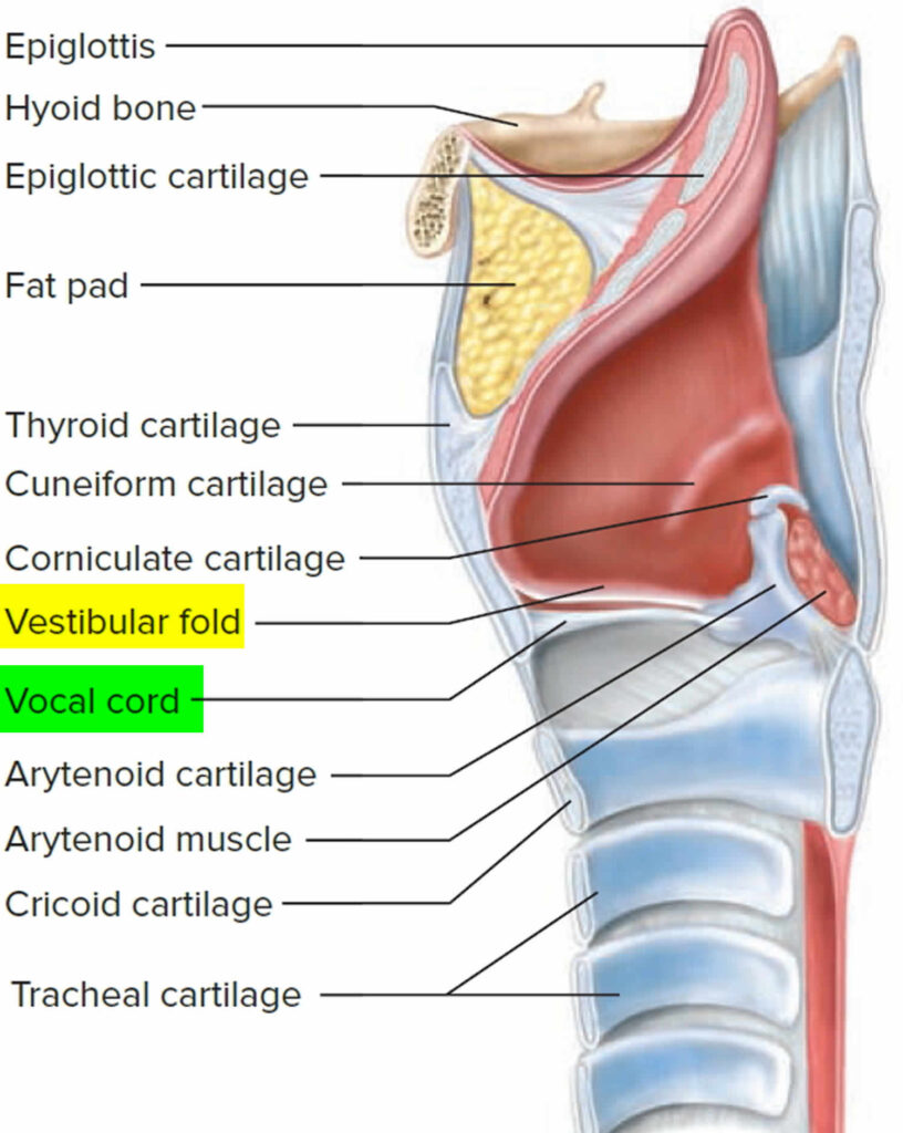 vallecular-cyst-causes-symptoms-diagnosis-treatment