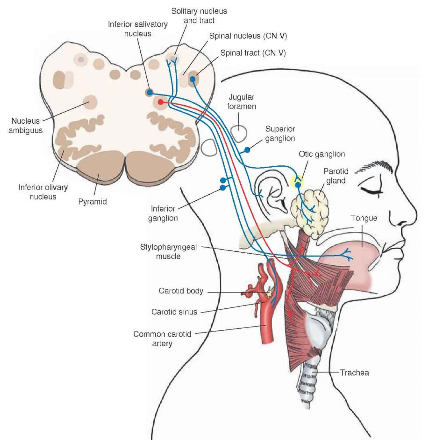 Ix черепного нерва. Схема языкоглоточного нерва анатомия. Языкоглоточный нерв неврология схема. Языкоглоточный нерв анатомия схема. Ядра языкоглоточного нерва анатомия.