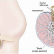 testicular examination