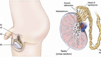 testicular examination