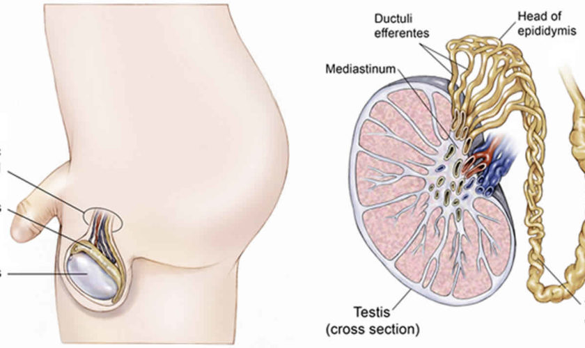 testicular examination