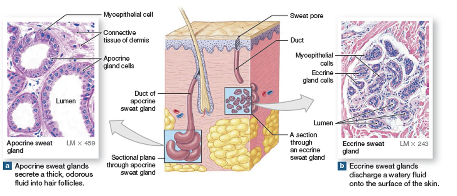 sweat glands anatomy